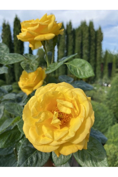 Троянда поліантова, рабатова (жовта) ШТАМБ - 10л/вис.120-130см/Ø20-30см/ШТАМБ 90-100см